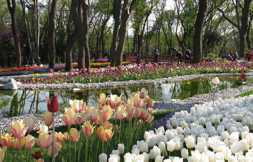 Tulip Festival in Amirgan Park